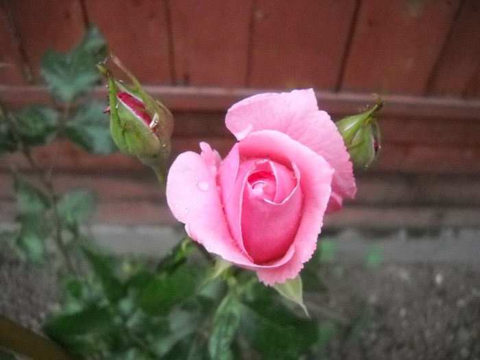 DSCN6168 - FLORI DIVERSE