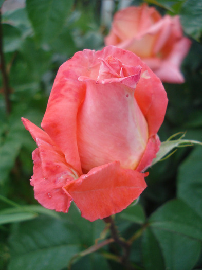 Rose Artistry (2011, June 03)