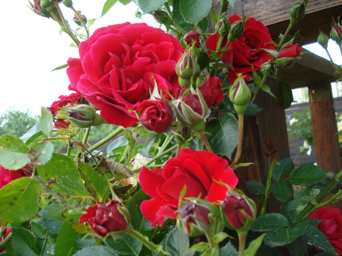 Rose Blaze Superior (2011, June 03) Rose Blaze Superior (2011, June 03)