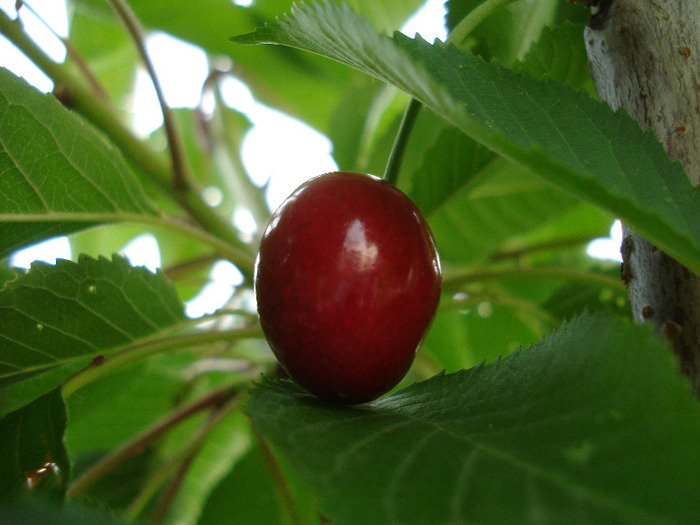 Cherry. Cireasa Rubin (2011, June 03) - Cherry Tree_Cires Rubin