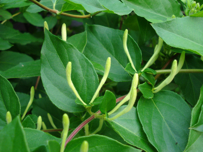 Lonicera japonica (2011, June 03) - LONICERA Japonica