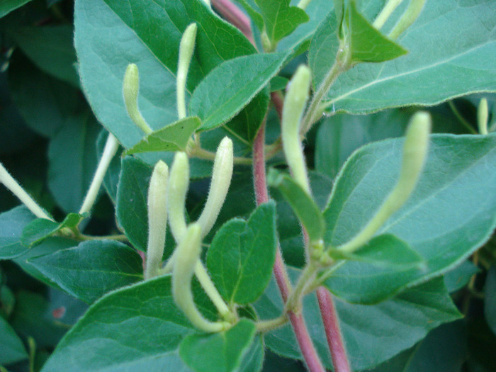 Lonicera japonica (2011, June 03)