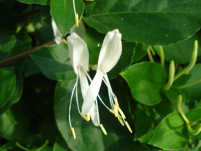 Japanese Honeysuckle (2011, June 04) - LONICERA Japonica