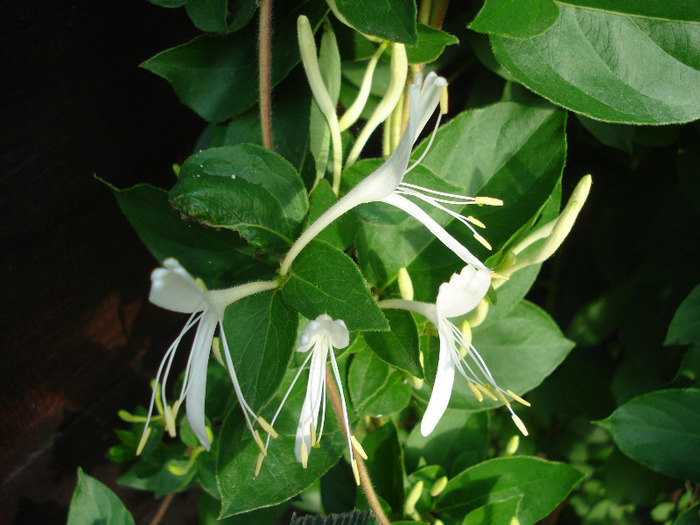 Japanese Honeysuckle (2011, June 04) - LONICERA Japonica