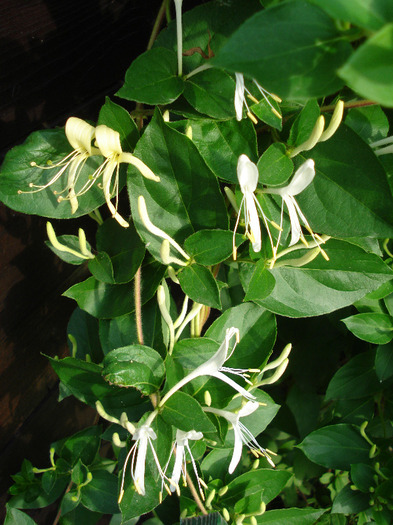 Japanese Honeysuckle (2011, June 04) - LONICERA Japonica