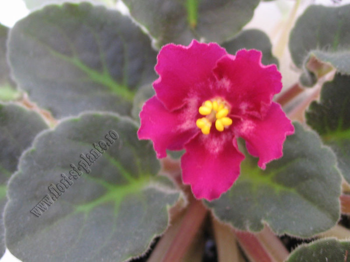 Saintpaulia Hearts aglow 1 - VIOLETE AFRICANE  - Saintpaulia