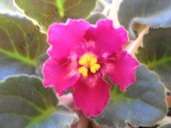 Saintpaulia Hearts aglow 2