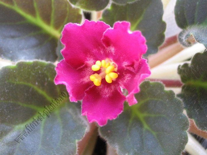 Saintpaulia Hearts aglow 3