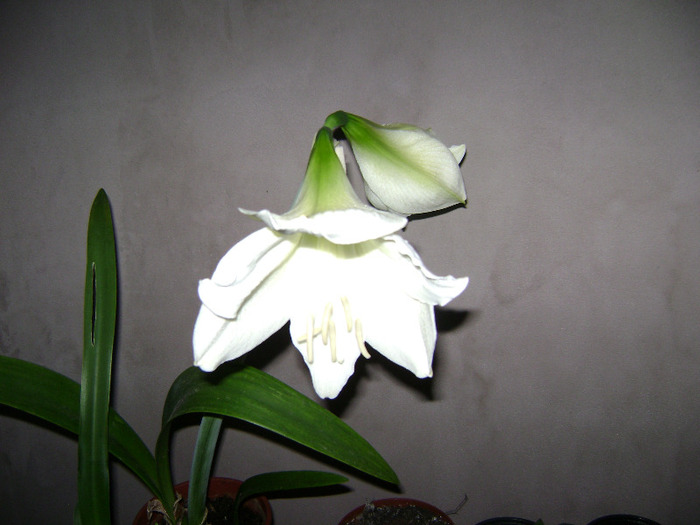 DSC06267 - amaryllis 2011