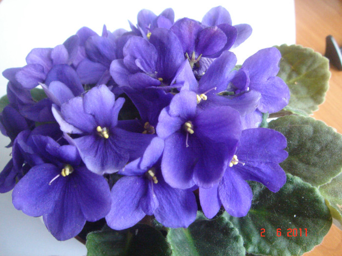 DSC06675 - violete