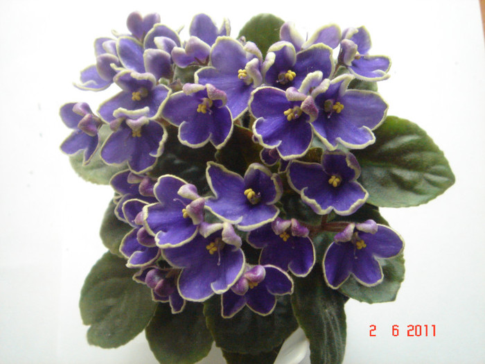 DSC06678 - violete