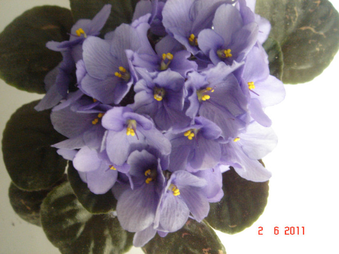 DSC06679 - violete