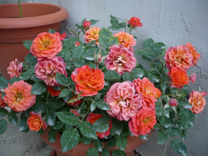 minirosa