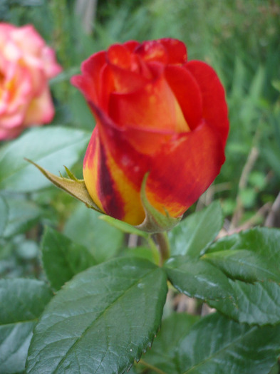 059 - trandafiri 2011