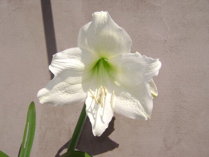 DSC06272 - amaryllis 2011