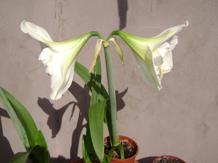 DSC06273 - amaryllis 2011