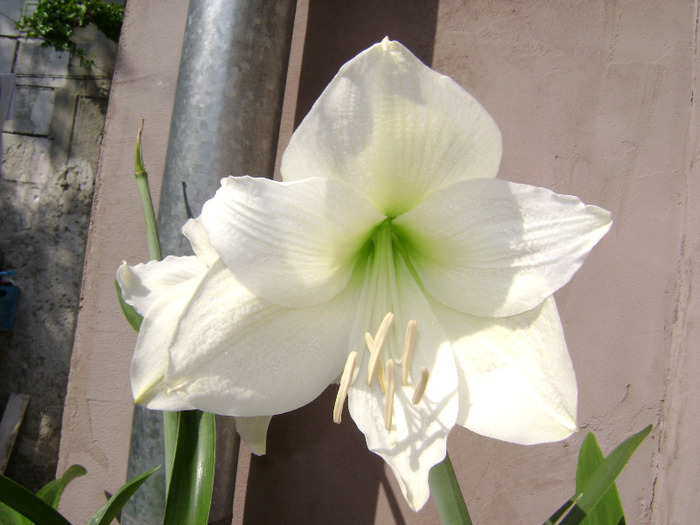 DSC06274 - amaryllis 2011