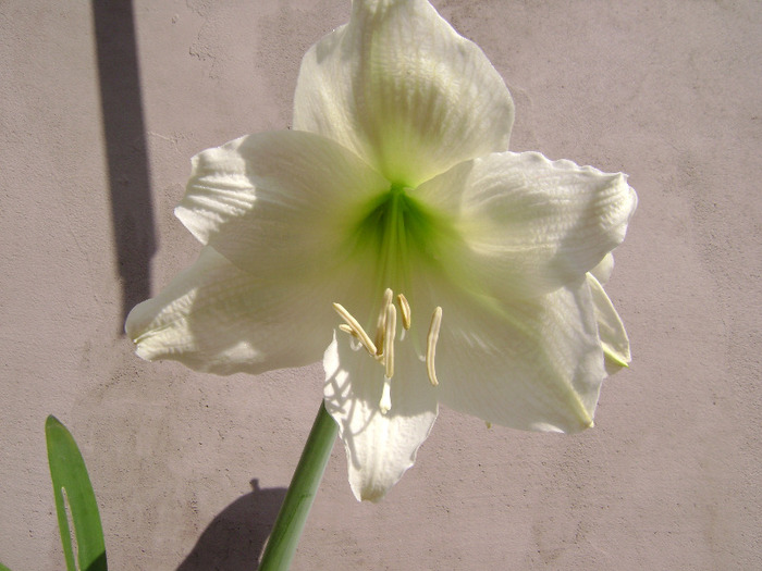 DSC06277 - amaryllis 2011