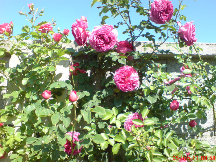 poze sony ericson solar 024