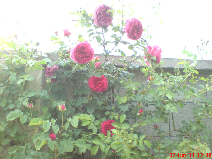 poze sony ericson solar 025