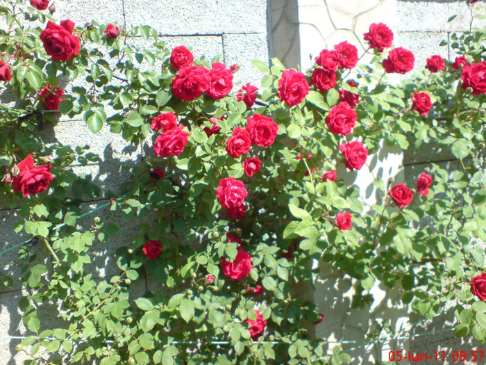 Trandafiri Urcatori Cornel Pagina 3