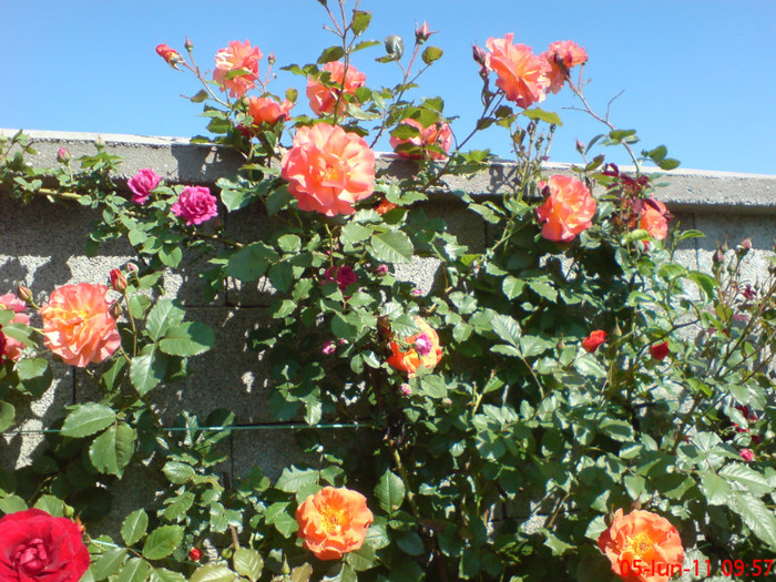 poze sony ericson solar 029 - Trandafiri urcatori