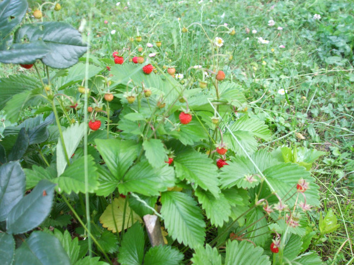 fragute de padure - Legume 2011