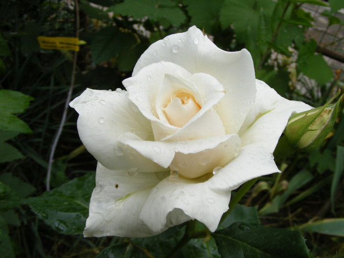 Virgo - Trandafiri 2011