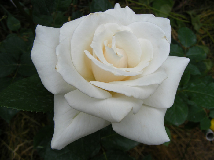 Virgo - Trandafiri 2011