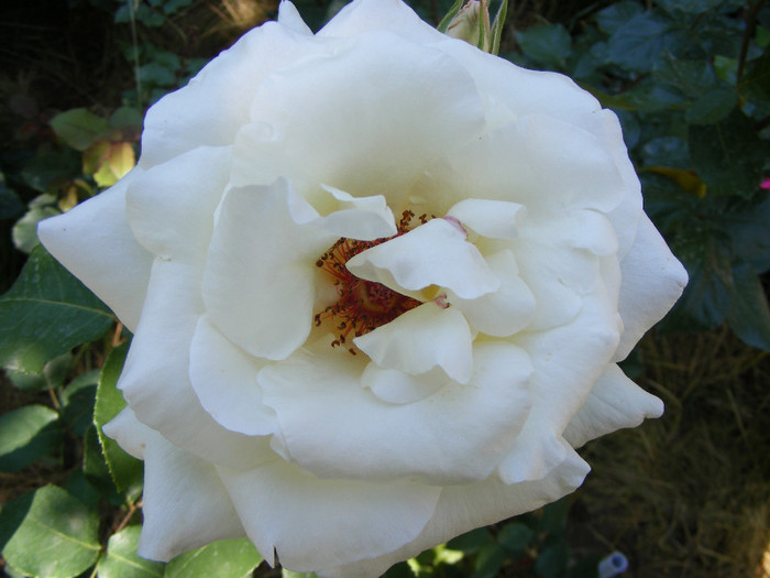 Virgo - Trandafiri 2011