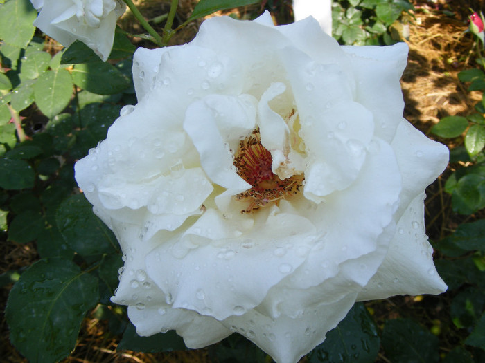 Virgo - Trandafiri 2011