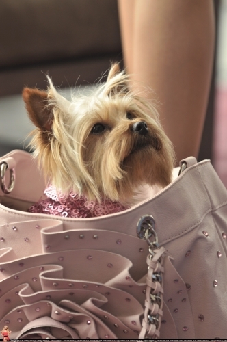 normal_026 - Ashley Tisdale
