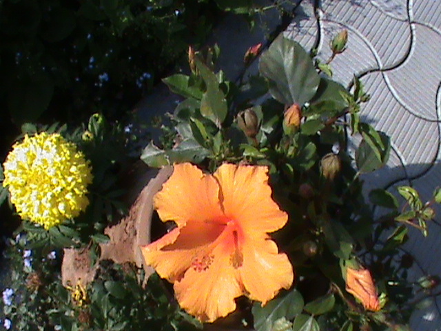 DSC02934 - Flori