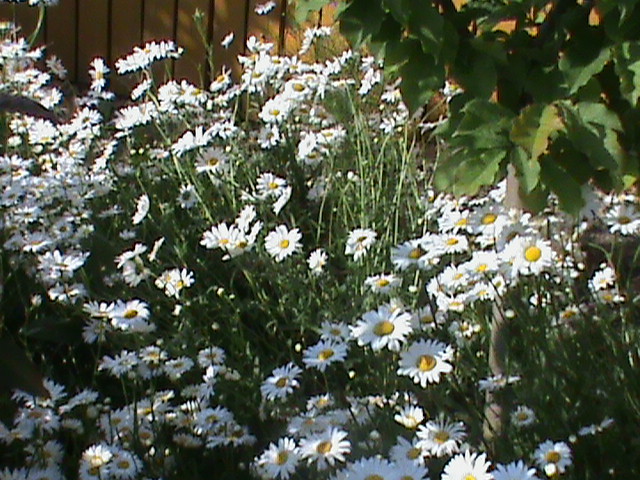 DSC02937 - Flori