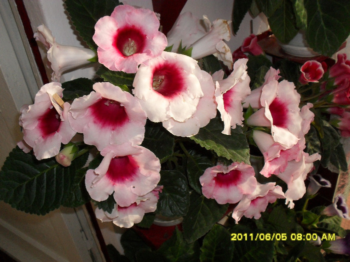 flori-05 06 2011 007