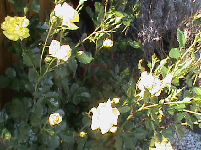 DSC02959 - Flori - Trandafiri
