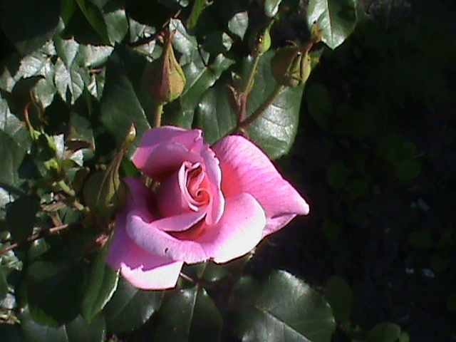 DSC02969 - Flori - Trandafiri