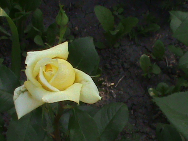 DSC02971 - Flori - Trandafiri
