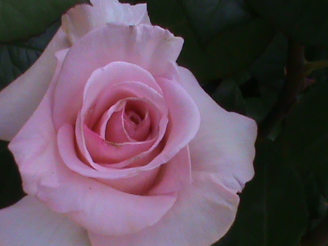 DSC02974 - Flori - Trandafiri