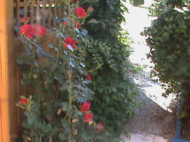 DSC02991 - Flori - Trandafiri