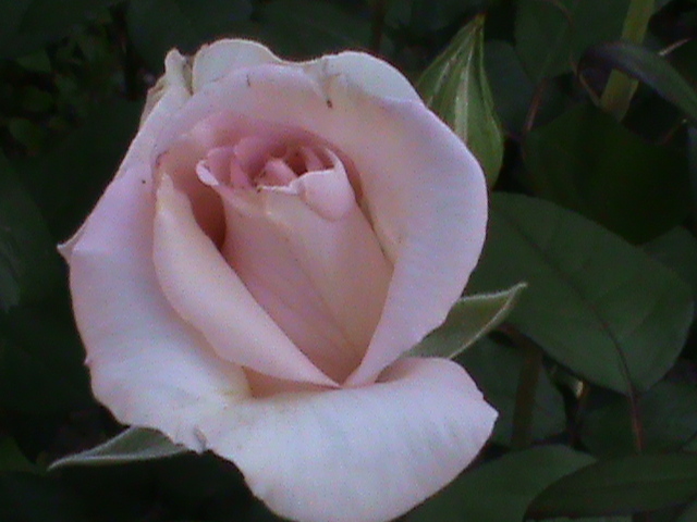 DSC02975 - Flori - Trandafiri