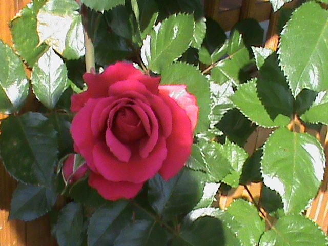 DSC02993 - Flori - Trandafiri