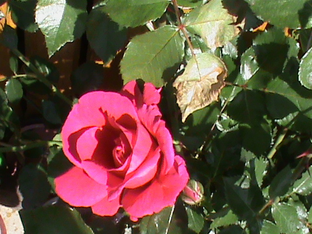 DSC02994 - Flori - Trandafiri