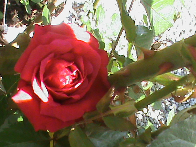 DSC02997 - Flori - Trandafiri