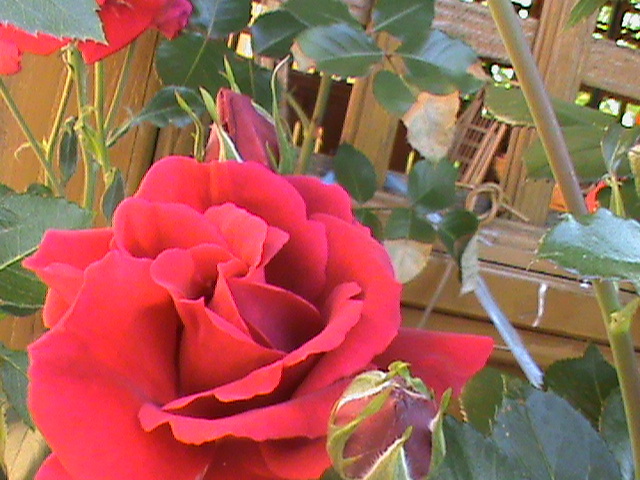 DSC03001 - Flori - Trandafiri