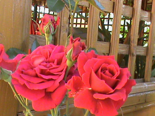 DSC03002 - Flori - Trandafiri