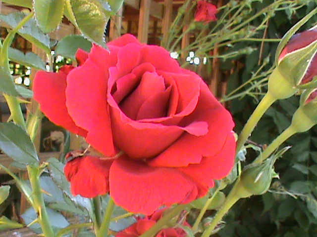 DSC03003 - Flori - Trandafiri