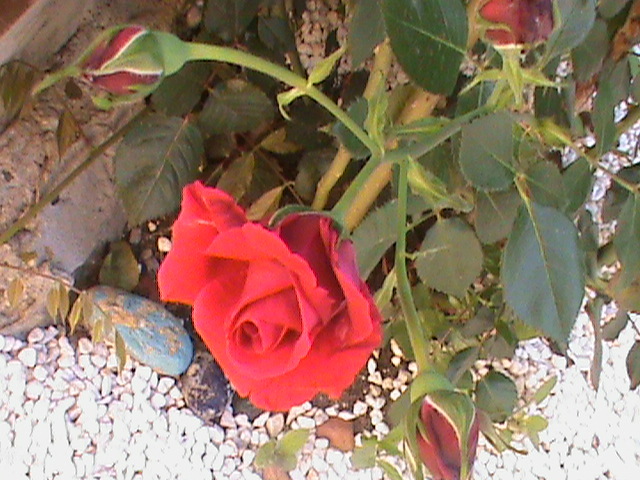 DSC03004 - Flori - Trandafiri