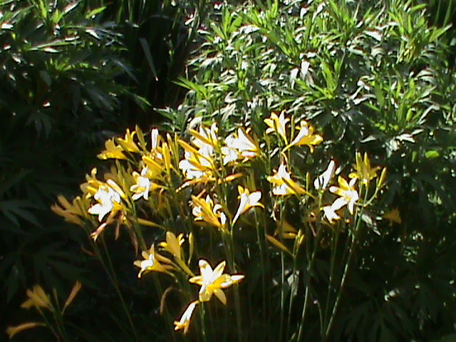 DSC03005