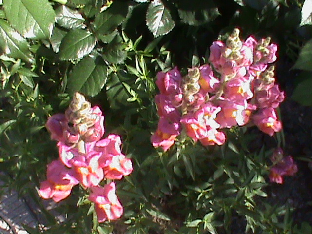 DSC03007 - Flori - Trandafiri